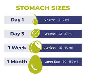 Chart of newborn stomach size comparison to fruits