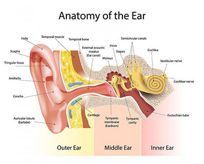 Anatomy of the ear graphic